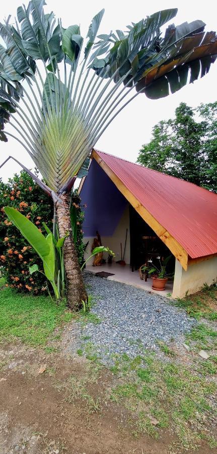 Ballena Oasis Homes & Glamping 乌维塔 外观 照片