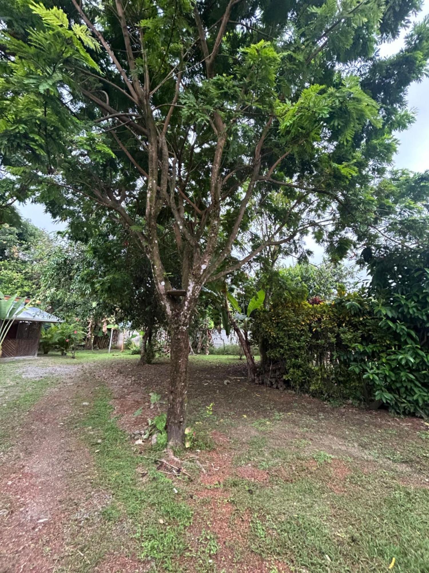 Ballena Oasis Homes & Glamping 乌维塔 外观 照片